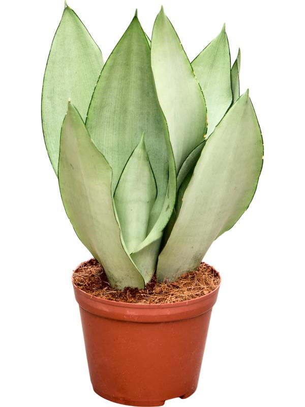 Snake Plant